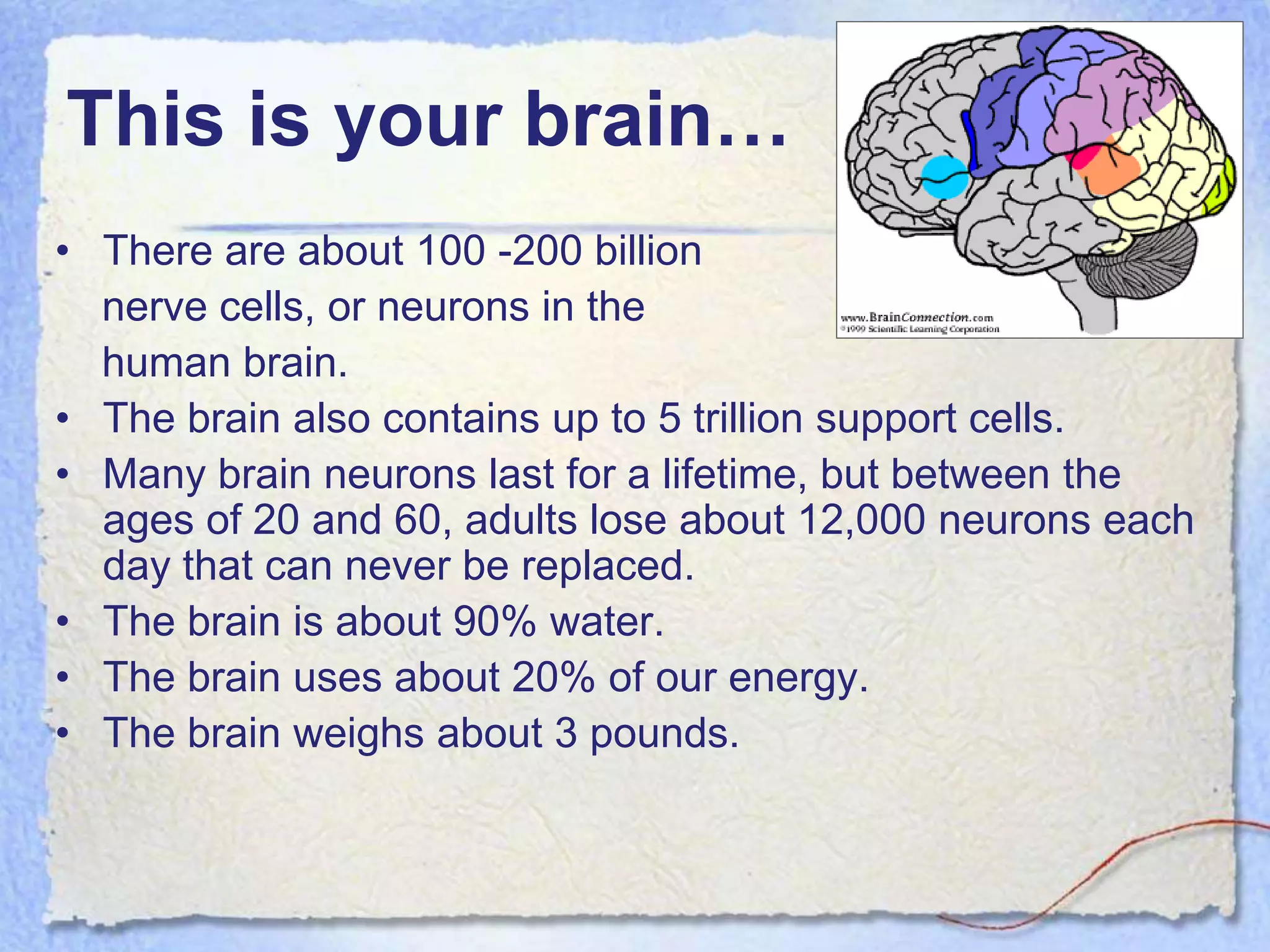 This is your brain…
• There are about 100 -200 billion
  nerve cells, or neurons in the
  human brain.
• The brain also contains up to 5 trillion support cells.
• Many brain neurons last for a lifetime, but between the
  ages of 20 and 60, adults lose about 12,000 neurons each
  day that can never be replaced.
• The brain is about 90% water.
• The brain uses about 20% of our energy.
• The brain weighs about 3 pounds.
 