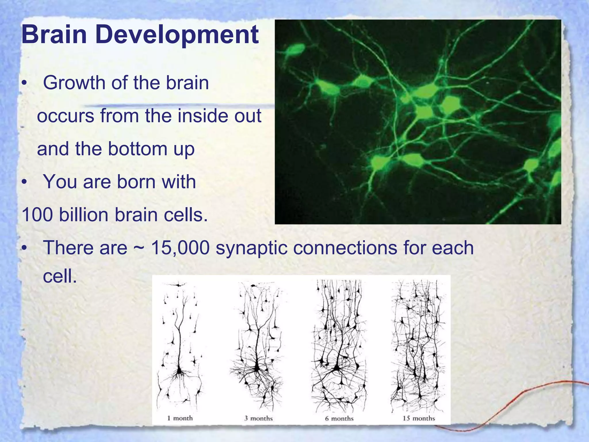 Brain Development
• Growth of the brain
  occurs from the inside out
  and the bottom up
• You are born with
100 billion brain cells.
• There are ~ 15,000 synaptic connections for each
  cell.
 