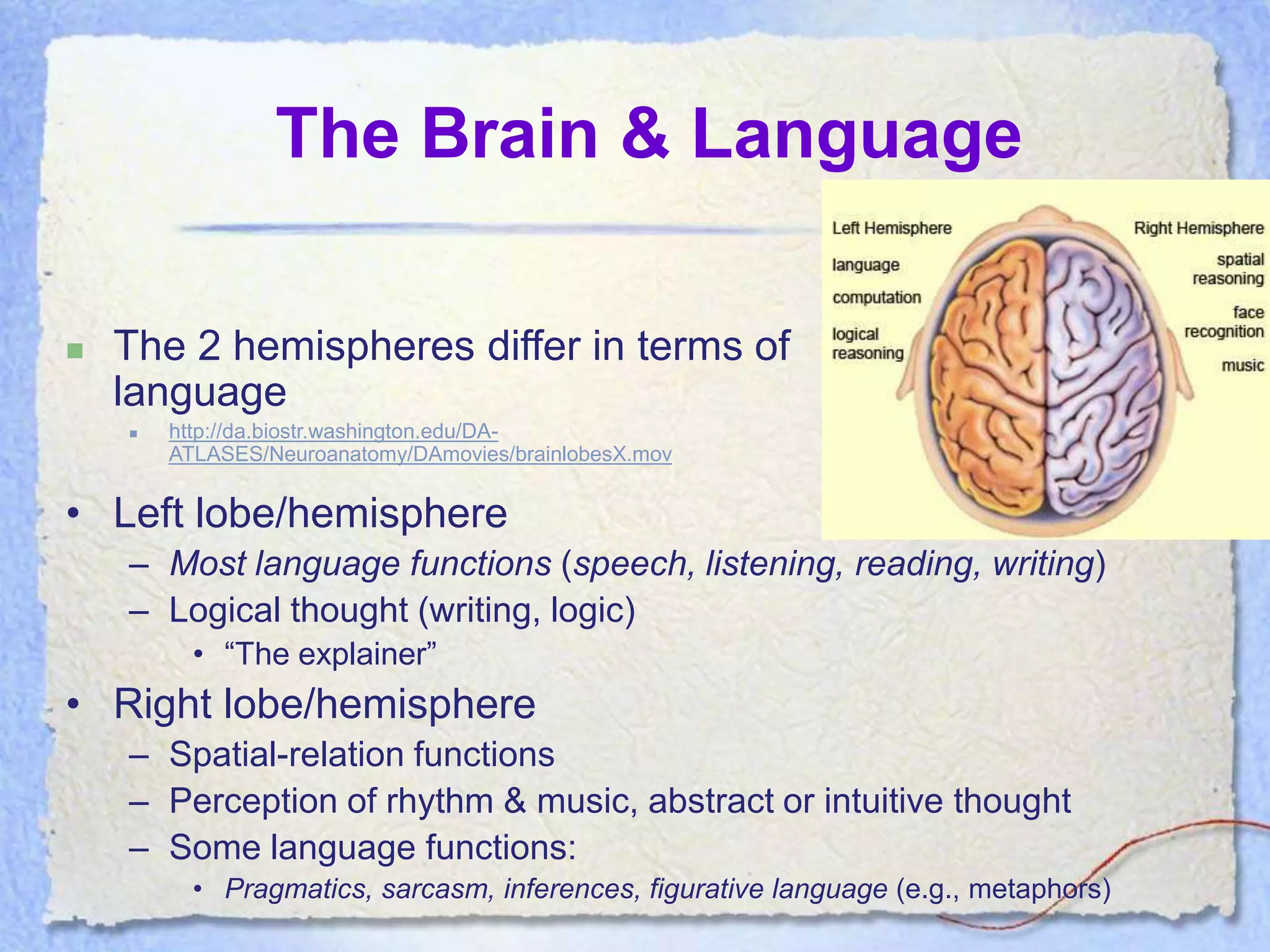 The Brain & Language

   The 2 hemispheres differ in terms of
    language
       http://da.biostr.washington.edu/DA-
        ATLASES/Neuroanatomy/DAmovies/brainlobesX.mov


• Left lobe/hemisphere
    – Most language functions (speech, listening, reading, writing)
    – Logical thought (writing, logic)
          • “The explainer”
• Right lobe/hemisphere
    – Spatial-relation functions
    – Perception of rhythm & music, abstract or intuitive thought
    – Some language functions:
          • Pragmatics, sarcasm, inferences, figurative language (e.g., metaphors)
 