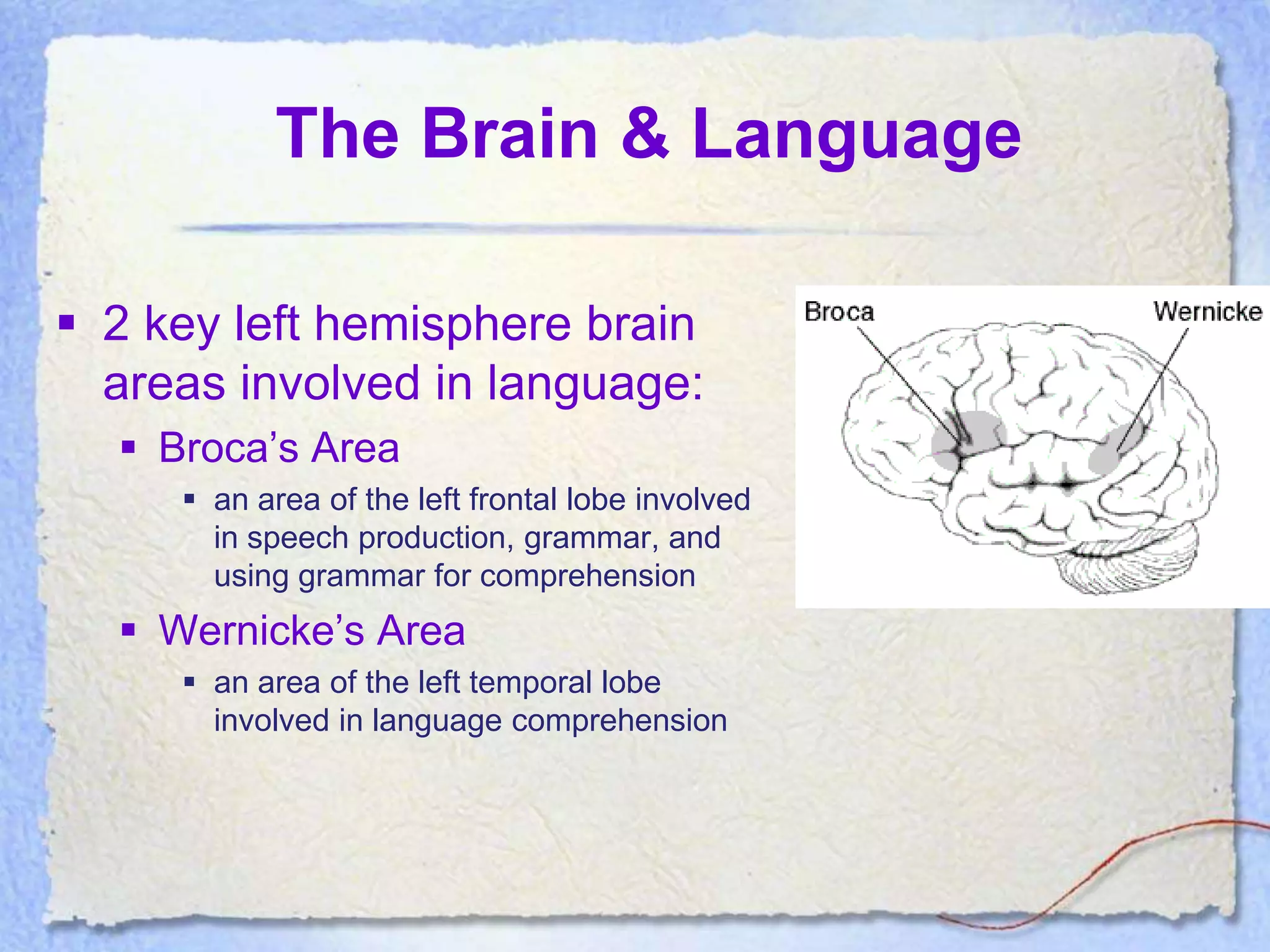 The Brain & Language

 2 key left hemisphere brain
  areas involved in language:
   Broca’s Area
      an area of the left frontal lobe involved
       in speech production, grammar, and
       using grammar for comprehension
   Wernicke’s Area
      an area of the left temporal lobe
       involved in language comprehension
 