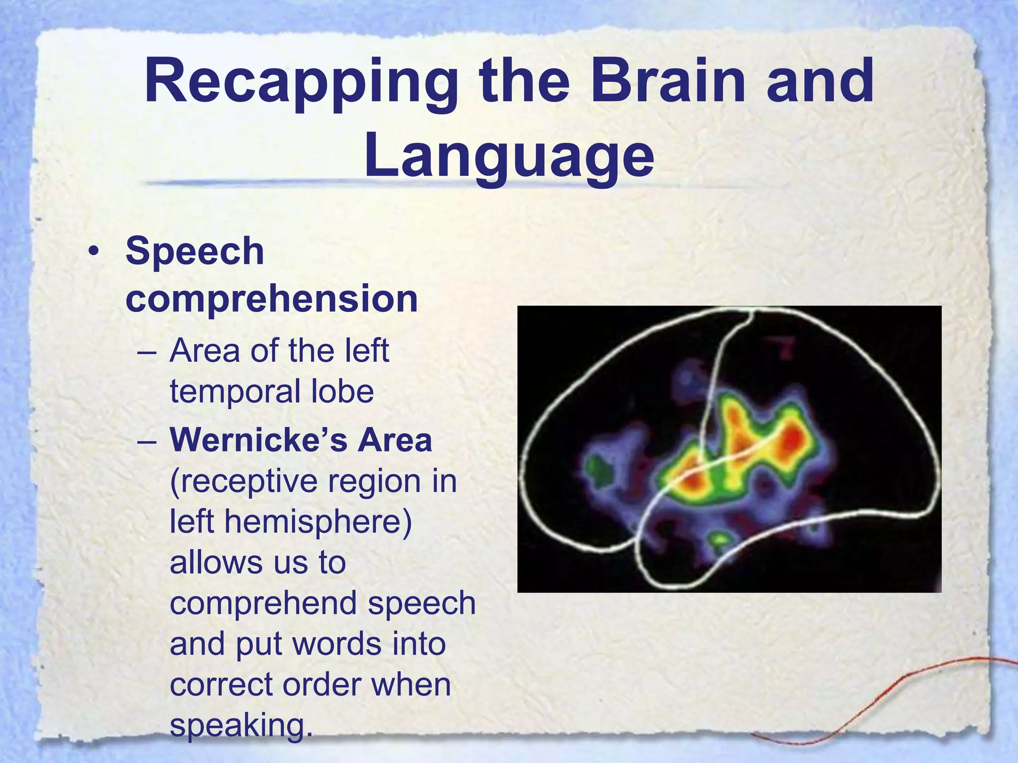 Recapping the Brain and
        Language
• Speech
  comprehension
  – Area of the left
    temporal lobe
  – Wernicke‟s Area
    (receptive region in
    left hemisphere)
    allows us to
    comprehend speech
    and put words into
    correct order when
    speaking.
 