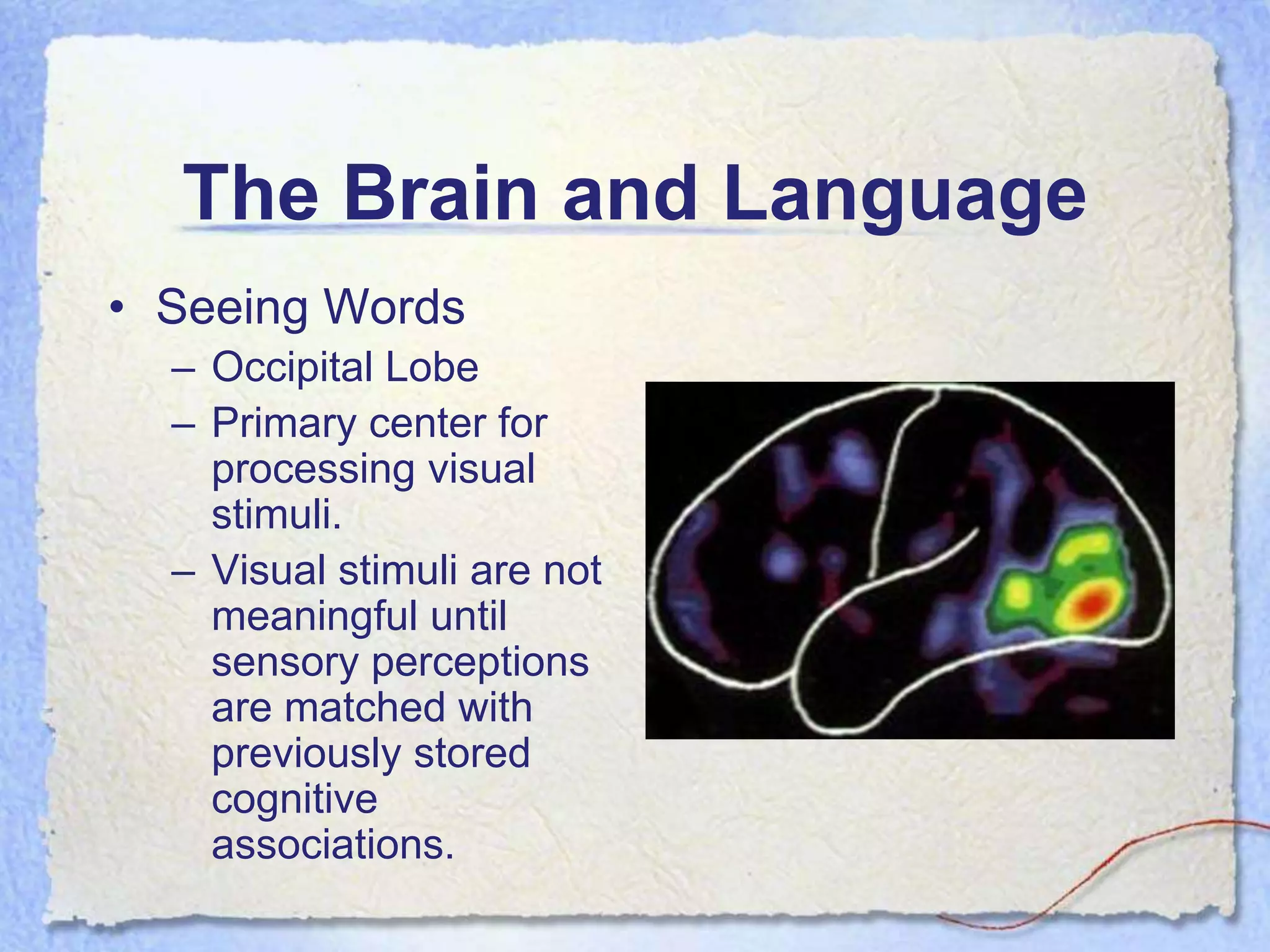 The Brain and Language
• Seeing Words
  – Occipital Lobe
  – Primary center for
    processing visual
    stimuli.
  – Visual stimuli are not
    meaningful until
    sensory perceptions
    are matched with
    previously stored
    cognitive
    associations.
 