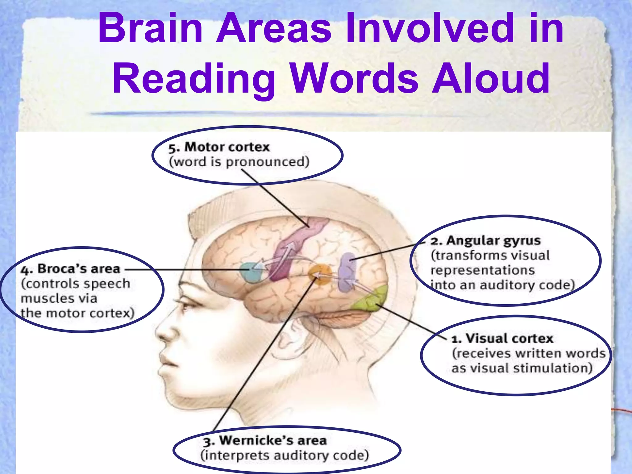 Brain Areas Involved in
Reading Words Aloud
 