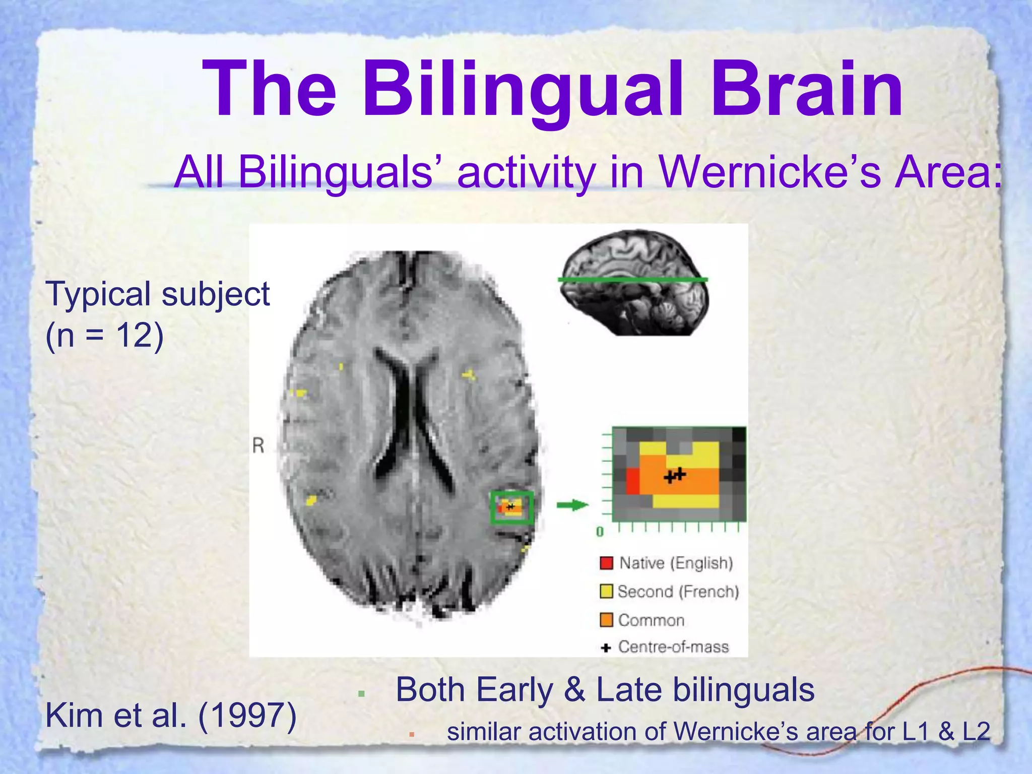 The Bilingual Brain
        All Bilinguals’ activity in Wernicke’s Area:

Typical subject
(n = 12)




                       Both Early & Late bilinguals
Kim et al. (1997)          similar activation of Wernicke’s area for L1 & L2
 