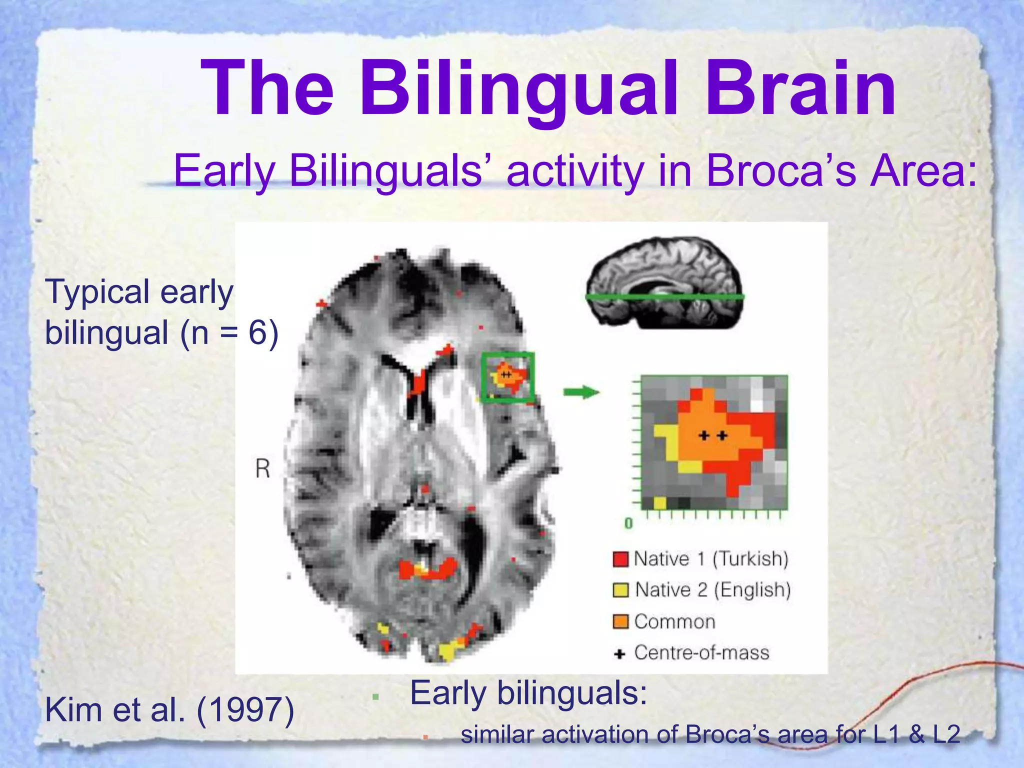 The Bilingual Brain
         Early Bilinguals’ activity in Broca’s Area:

Typical early
bilingual (n = 6)




                       Early bilinguals:
Kim et al. (1997)
                           similar activation of Broca’s area for L1 & L2
 