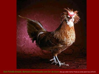 Galo Polonês Graúdo, Barbado e Entrelaçado com Cor de Couro  (De que valem tantos títulos se ainda assim leva chifre?) 
