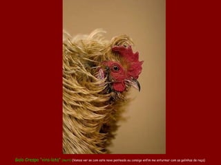 Galo Crespo “vira-lata”  (mutt)   (Vamos ver se com este novo penteado eu consigo enfim me enturmar com as galinhas de raça)   