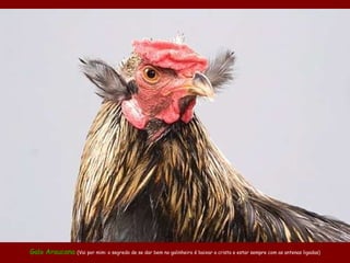 Galo Araucana  (Vai por mim: o segredo de se dar bem no galinheiro é baixar a crista e estar sempre com as antenas ligadas) 