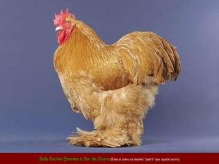 Galo  Cochin  Enorme e Cor de Couro  (Esse aí pisou na mesma “pasta” que aquele outro) 