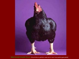 Galo  Cornish  Graúdo Escuro  (Os pintinhos no galinheiro usam este aí como trave quando jogam pelada) 