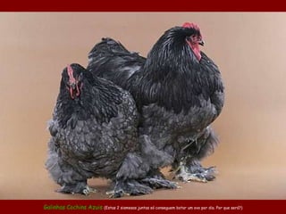 Galinhas  Cochins  Azuis  (Estas 2 siamesas juntas só conseguem botar um ovo por dia. Por que será?) 