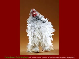 Franga  Bantam Cochin Respingada   (Ih!... Olha só a ginga da franguinha, aê. Quem te respingou? A tua mãe já está sabendo?) 