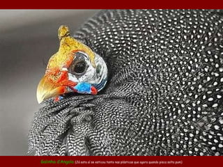 Galinha  d‘ A ngola   (Já esta aí se esticou tanto nas plásticas que agora quando pisca solta pum) 