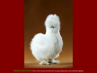 Galinha  Silkie  Branca  (Eis o fruto do amor proibido entre um galo  sambarilove  e uma coelhinha ingênua) 