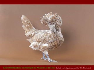 Galo Polonês  B arbado   e Entrelaçado de Amarelo Cor de Couro  (Barbado e entrelaçado de amarelinho? Ih!... Já entendi...) 