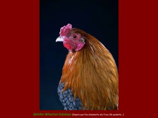 Galinha  Wheaten Cubalaya   (Depois que fez alisamento ela ficou tão pedante...)   