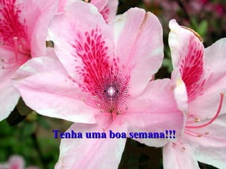 Tenha uma boa semana!!! 