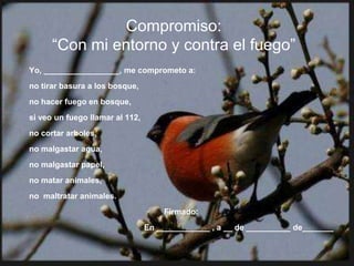 Compromiso: “Con mi entorno y contra el fuego”Yo, _________________, me comprometo a:no tirar basura a los bosque,no hacer fuego en bosque,si veo un fuego llamar al 112,no cortar arboles,no malgastar agua,no malgastar papel,no matar animales,no  maltratar animales.Firmado: En ____________ , a __ de __________ de_______