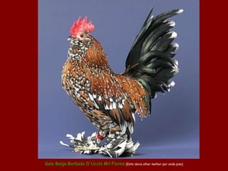 Galo  Belga   B arbado  D'Uccle   Mil  Flores  (Este devia olhar melhor por onde pisa) 