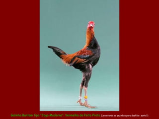 Galinha Bantam tipo “Jogo Moderno”, Vermelha de Peito Preto  (Levantando os pezinhos para desfilar, santa?) 