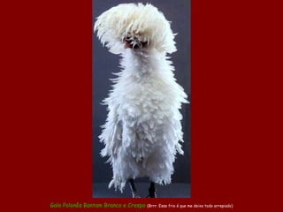 Galo Polonês Bantam Branco e Crespo  (Brrr. Esse frio é que me deixa todo arrepiado) 