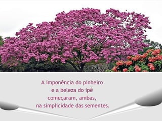 A imponência do pinheiro
      e a beleza do ipê
     começaram, ambas,
na simplicidade das sementes.
 