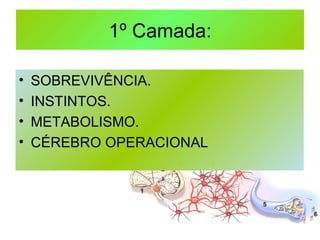 1º Camada: SOBREVIVÊNCIA. INSTINTOS. METABOLISMO. CÉREBRO OPERACIONAL 