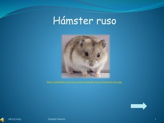Hámster ruso
http://tuhamster.com/wp-content/uploads/2013/12/hamster-ruso.jpg
08/03/2015 Lissette Suarez 1
 