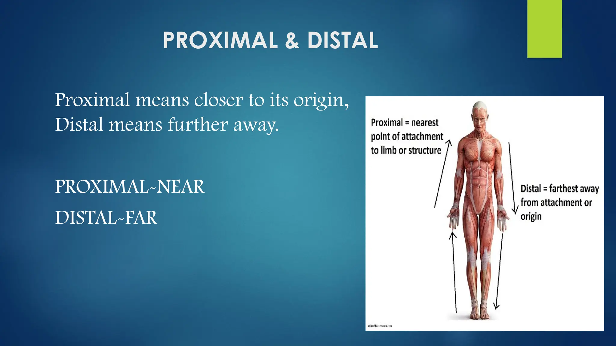 What Is Distal And Proximal