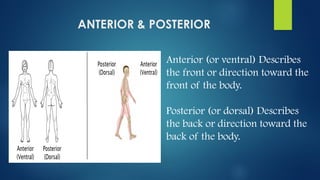 APPLIED ANATOMY anatomical terms pptx