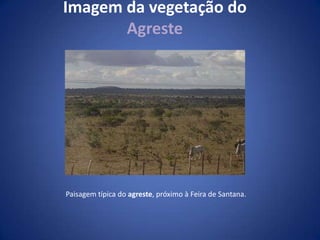 Zona da mataAbrange a faixa litorânea dos estados do Rio Grande do Norte, Paraíba, Pernambuco, Alagoas, Sergipe e Bahia. Também conhecida como Litoral Continental, essa sub-região apresenta a maior concentração populacional do Nordeste e o maior índice de urbanização. Predomina o clima tropical úmido, tendo a Mata Atlântica como o principal bioma. O turismo nessa região é uma das principais fontes de receitas. Outro forte destaque é o cultivo de cana-de-açúcar, cacau, café, frutas, fumo, além de indústrias e produção de petróleo (Rio Grande do Norte e Bahia). 