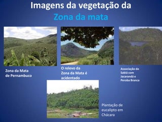 Bibliografia- AMANDA- DANIELE- DEBORA- IGHOR - RODRIGOBibliografia: http://www.alunosonline.com.br/geografia/subregioesdonordeste/