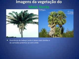 Imagens da vegetação do Meio NorteOcorrência do babaçú junto à áreas mais úmidas e da carnaúba próximas ao semi áridoSertãoOcupando a maior parte do Nordeste, o Sertão compreende os estados da Bahia, Ceará, Pernambuco, Paraíba, Rio Grande do Norte, Sergipe (extremo noroeste), Alagoas (oeste) e Piauí (porção leste). Essa parte do território nordestino é uma extensa área de clima semiárido, conhecido como “Polígono das Secas”. As chuvas nessa região ocorrem de forma irregular, predominando longos períodos de secas. Em virtude das condições climáticas, a caatinga é o bioma representativo. As principais atividades econômicas desenvolvidas no Sertão nordestino são: a pecuária extensiva e de corte, além do cultivo irrigado de frutas, flores, cana-de-açúcar, milho, feijão, algodão, extração de sal (Ceará e Rio Grande do Norte) e o turismo nas cidades litorâneas. 