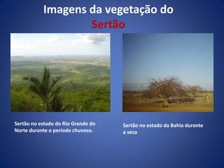 AgresteFormado pelos estados do Rio Grande do Norte, Paraíba, Pernambuco, Alagoas, Sergipe e Bahia, o Agreste ocupa uma faixa estreita do Nordeste, estando presente na porção central desses estados. Essa é uma área de transição entre o Sertão semiárido e a Zona da Mata. A pecuária extensiva é desenvolvida nos trechos mais secos; nas partes mais úmidas predomina a agricultura de subsistência e a pecuária leiteira