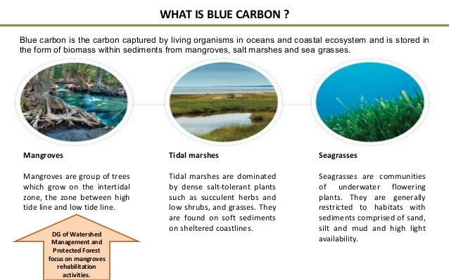 Policy and Implementation of Mangrove Strategic Management Plan Slide 2