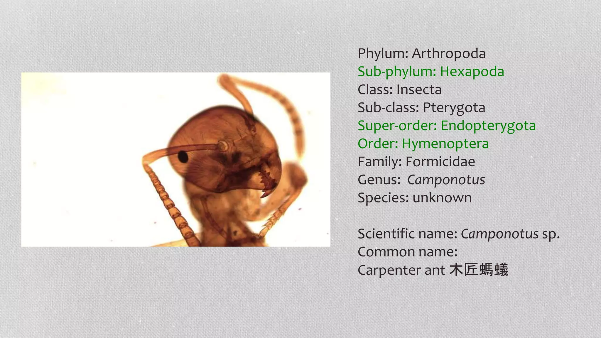 Phylum: Arthropoda
Sub-phylum: Hexapoda
Class: Insecta
Sub-class: Pterygota
Super-order: Endopterygota
Order: Hymenoptera
Family: Formicidae
Genus: Camponotus
Species: unknown
Scientific name: Camponotus sp.
Common name:
Carpenter ant 木匠螞蟻
 