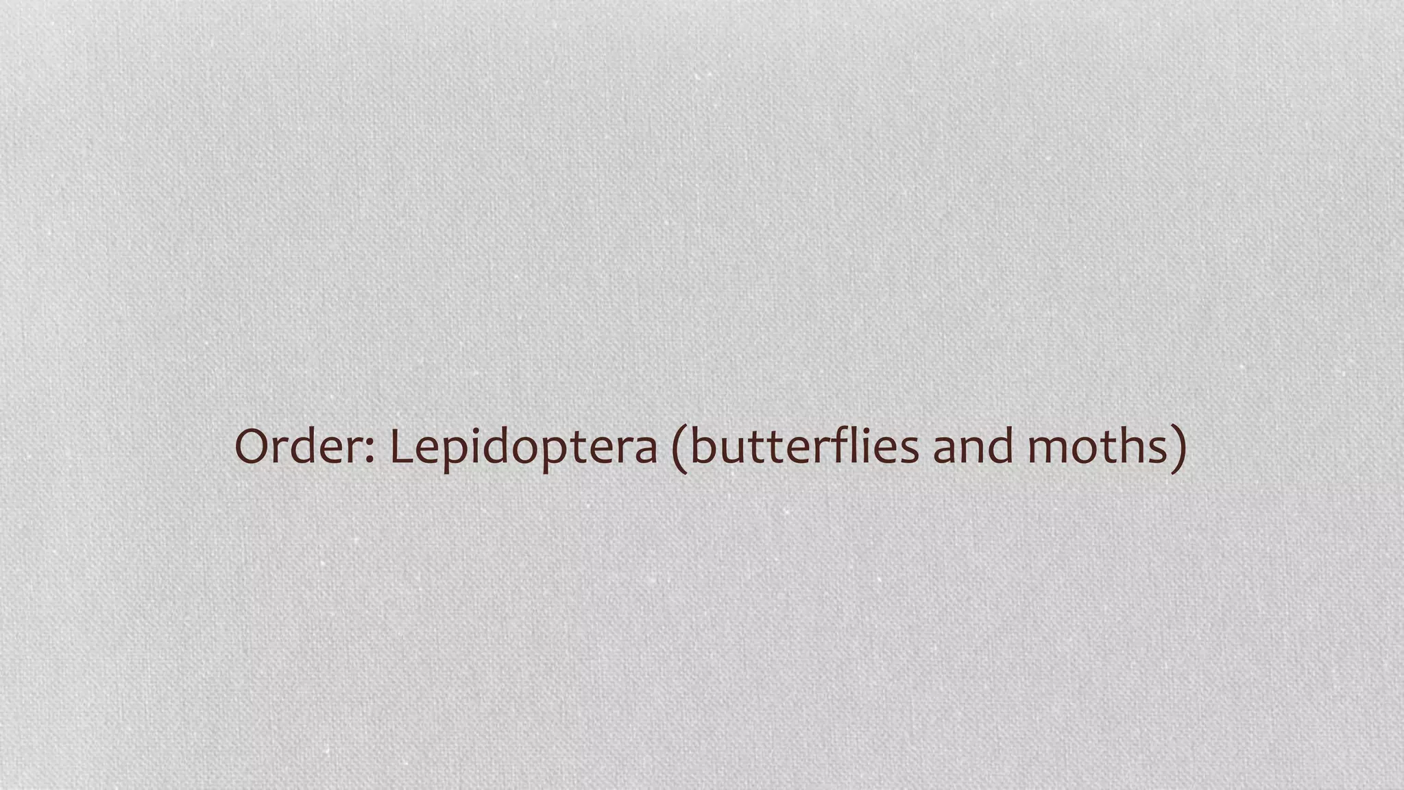 Order: Lepidoptera (butterflies and moths)
 