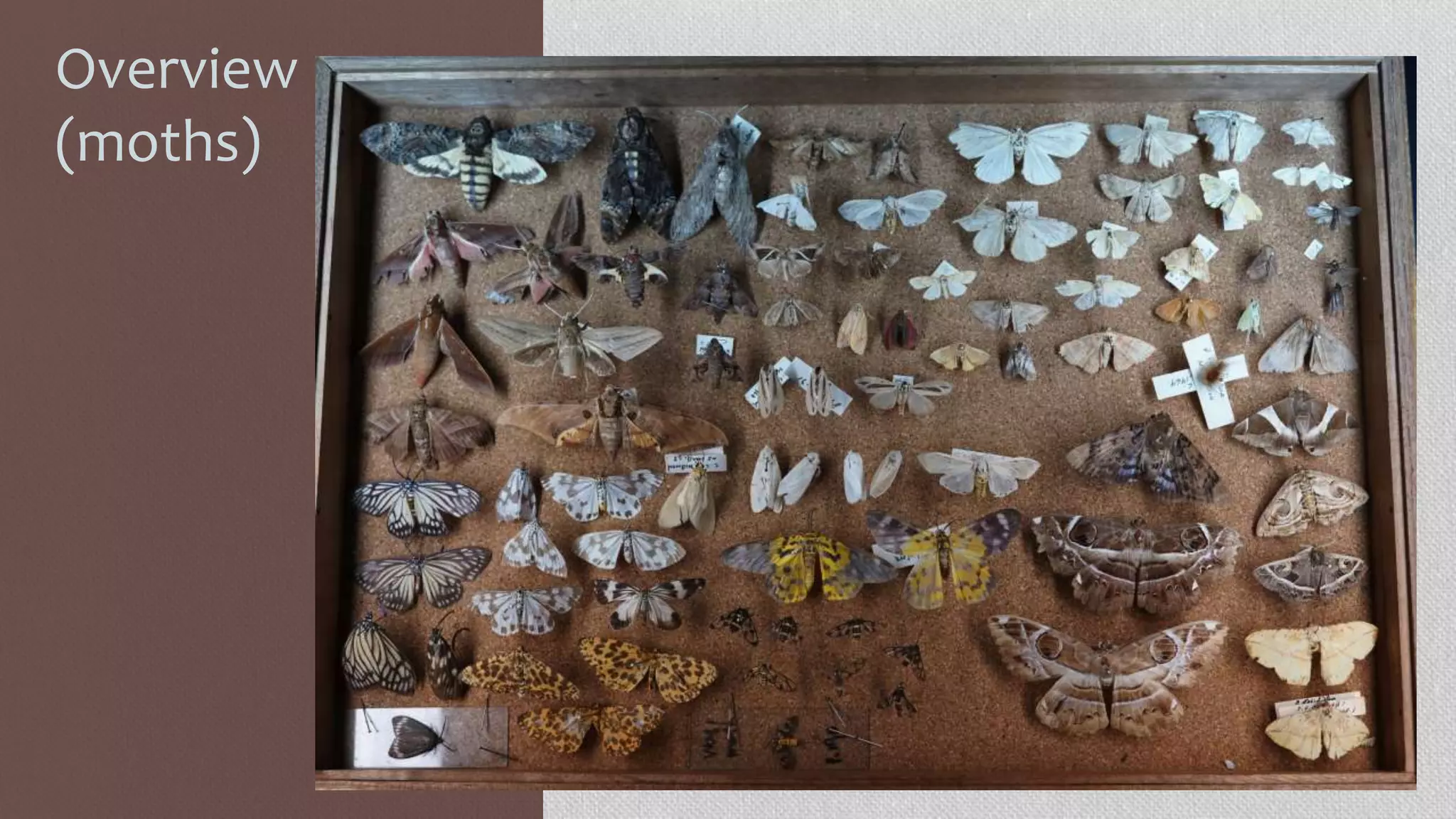 Overview
(moths)
 