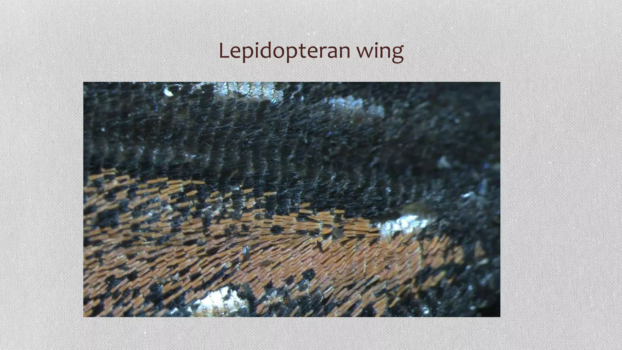 Lepidopteran wing
 