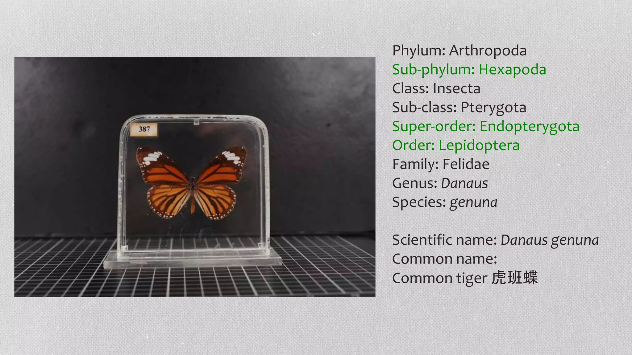 Phylum: Arthropoda
Sub-phylum: Hexapoda
Class: Insecta
Sub-class: Pterygota
Super-order: Endopterygota
Order: Lepidoptera
Family: Felidae
Genus: Danaus
Species: genuna
Scientific name: Danaus genuna
Common name:
Common tiger 虎班蝶
 