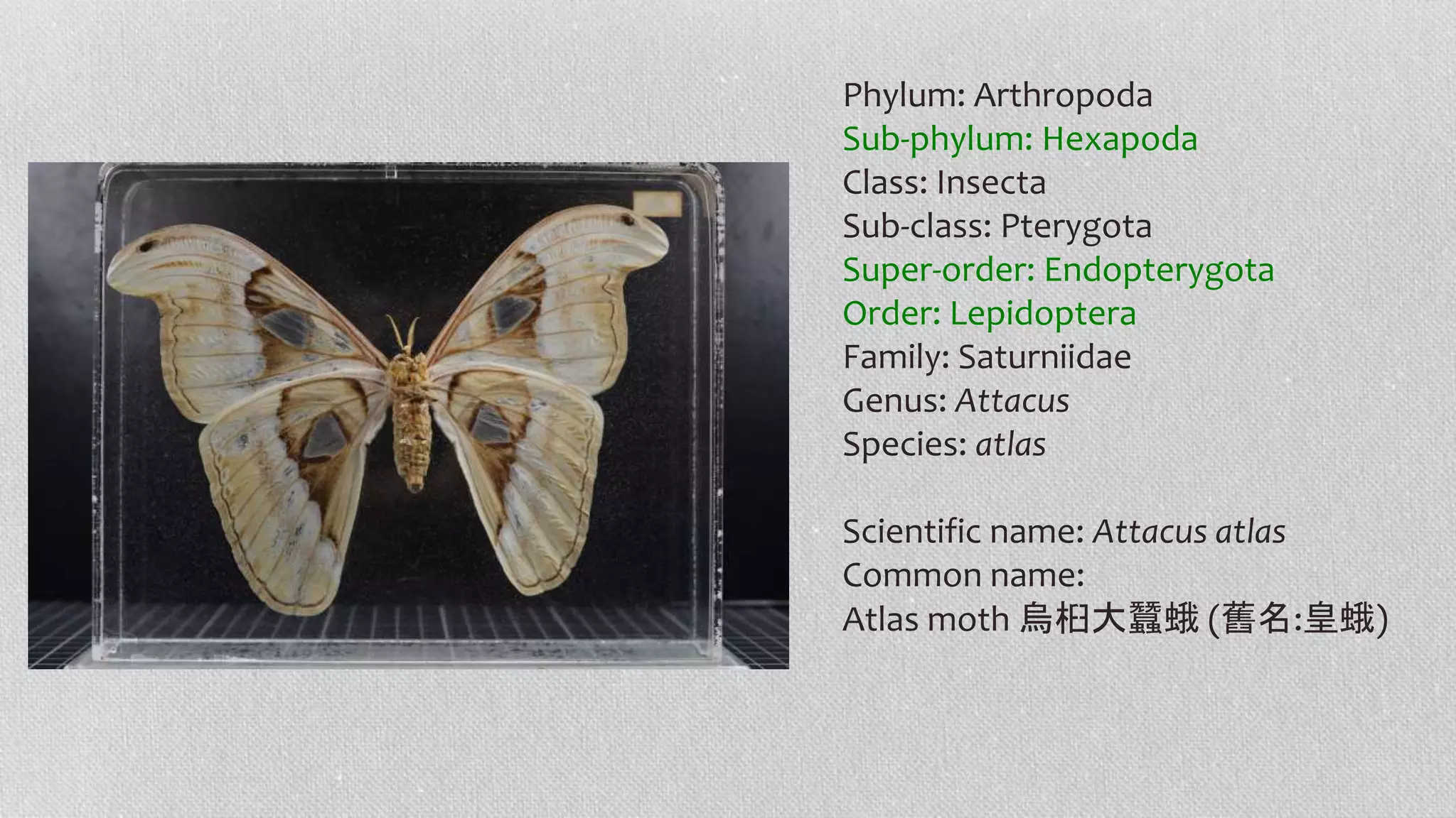 Phylum: Arthropoda
Sub-phylum: Hexapoda
Class: Insecta
Sub-class: Pterygota
Super-order: Endopterygota
Order: Lepidoptera
Family: Saturniidae
Genus: Attacus
Species: atlas
Scientific name: Attacus atlas
Common name:
Atlas moth 烏桕大蠶蛾 (舊名:皇蛾)
 