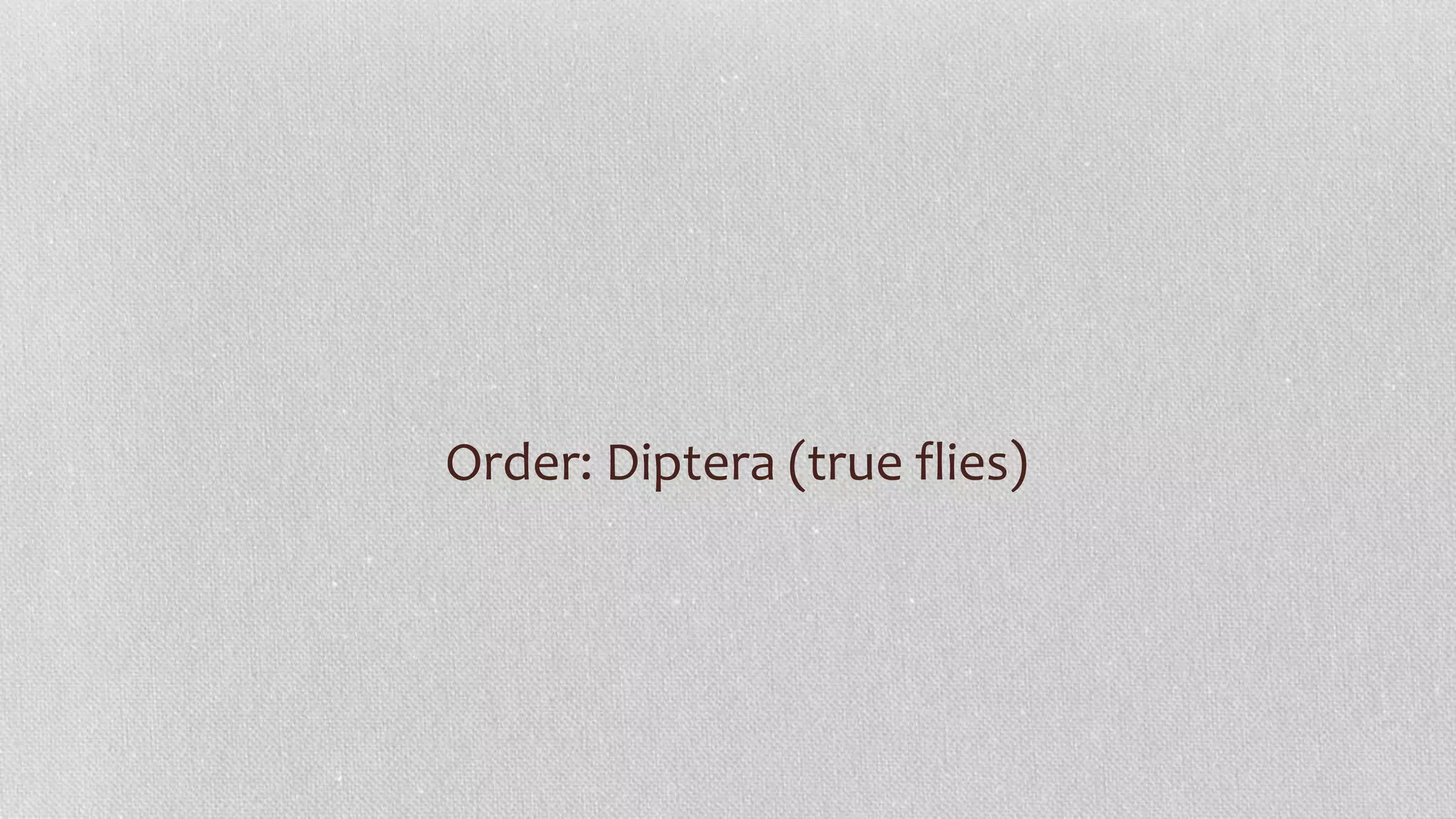 Order: Diptera (true flies)
 