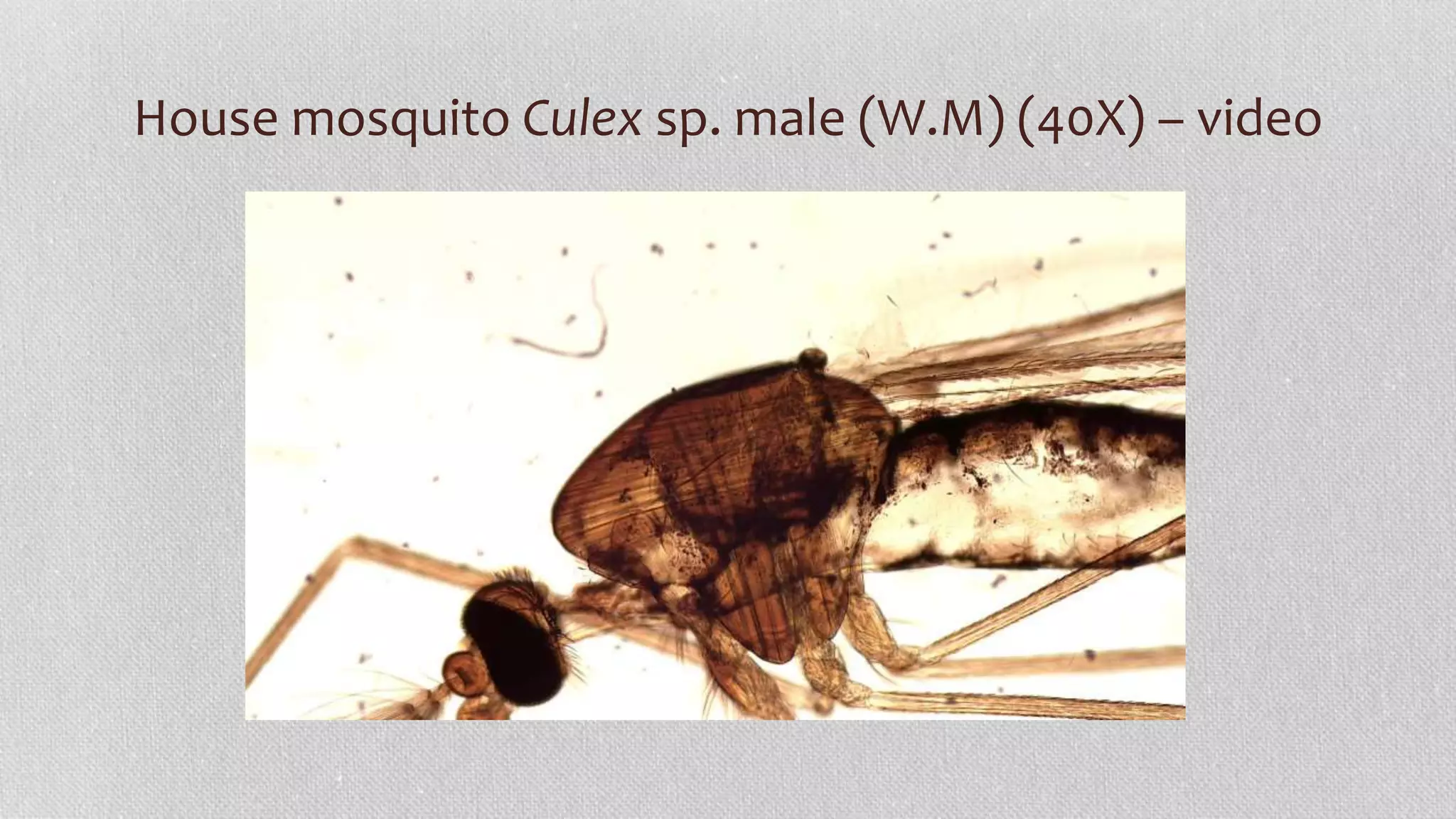 House mosquito Culex sp. male (W.M) (40X) – video
 