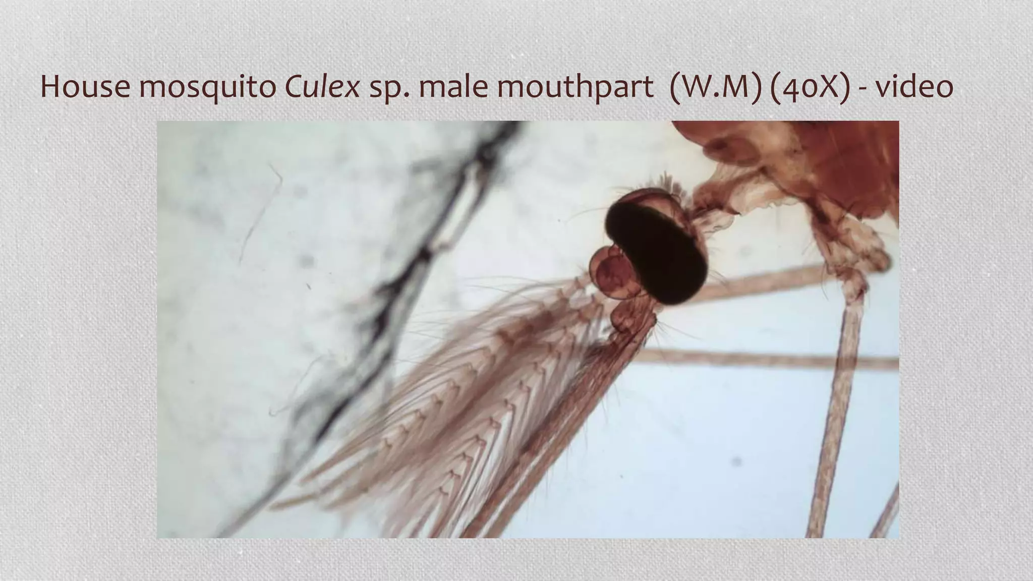 House mosquito Culex sp. male mouthpart (W.M) (40X) - video
 