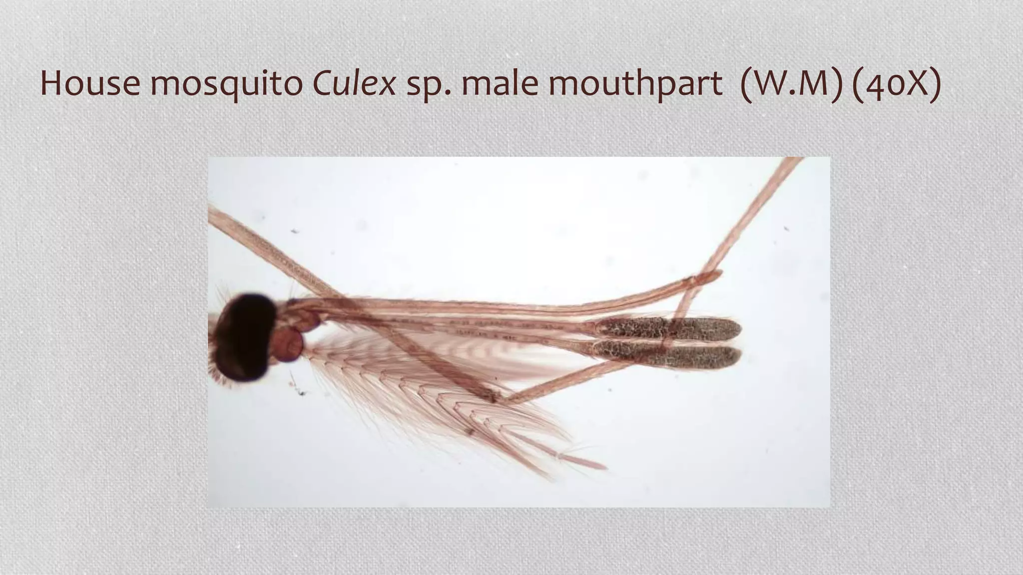 House mosquito Culex sp. male mouthpart (W.M) (40X)
 