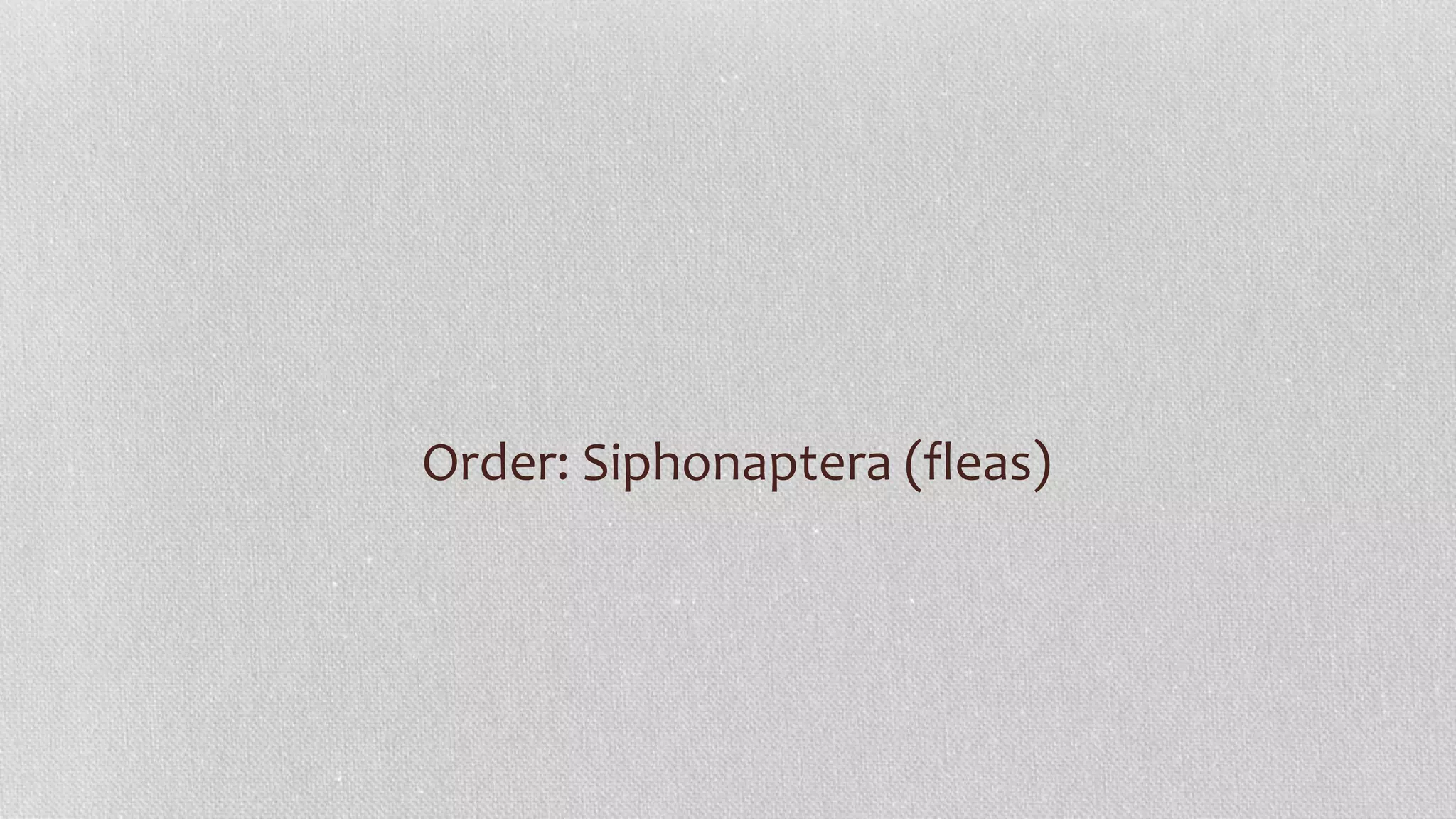 Order: Siphonaptera (fleas)
 