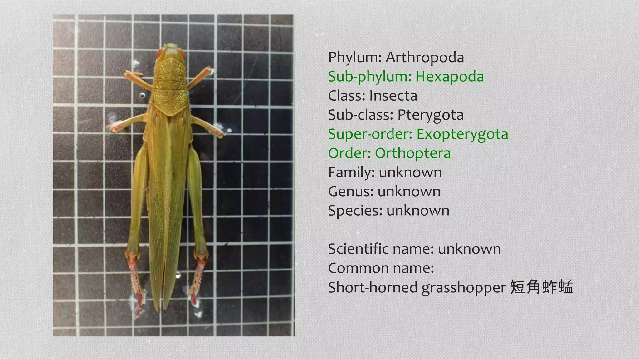 Phylum: Arthropoda
Sub-phylum: Hexapoda
Class: Insecta
Sub-class: Pterygota
Super-order: Exopterygota
Order: Orthoptera
Family: unknown
Genus: unknown
Species: unknown
Scientific name: unknown
Common name:
Short-horned grasshopper 短角蚱蜢
 