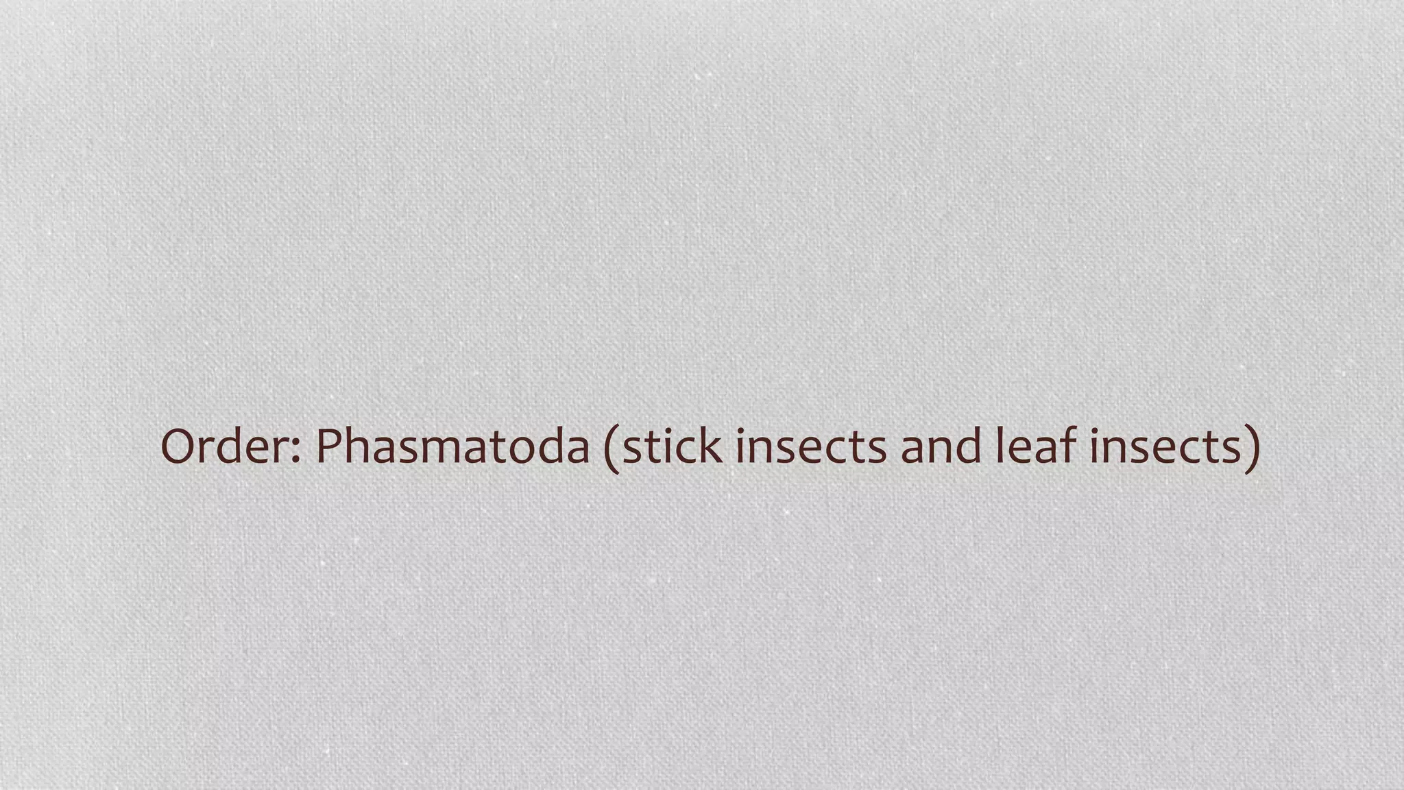 Order: Phasmatoda (stick insects and leaf insects)
 
