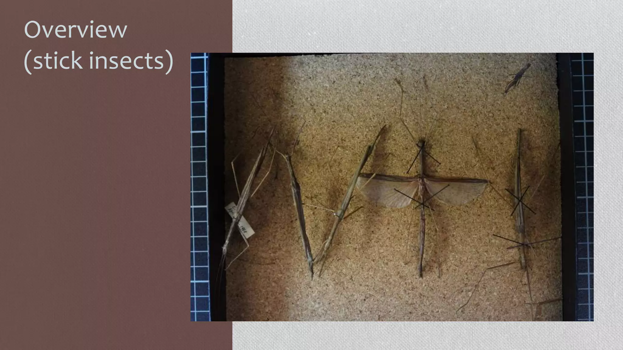 Overview
(stick insects)
 