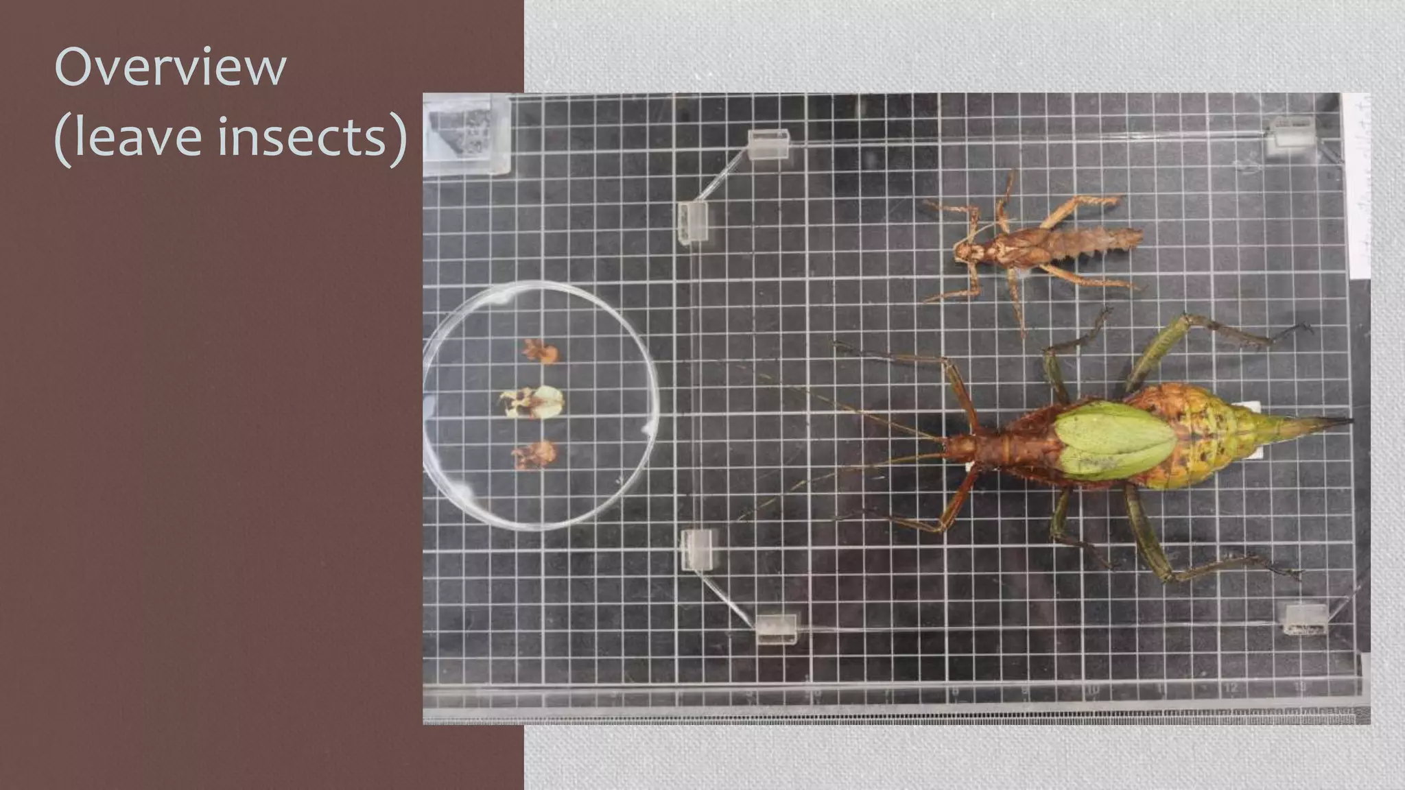 Overview
(leave insects)
 